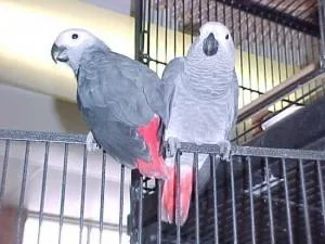AFRICAN GREY PARROTS