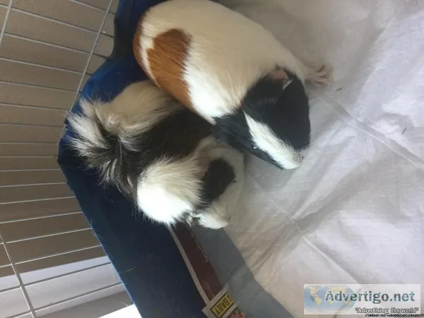 Two female guinea pigs