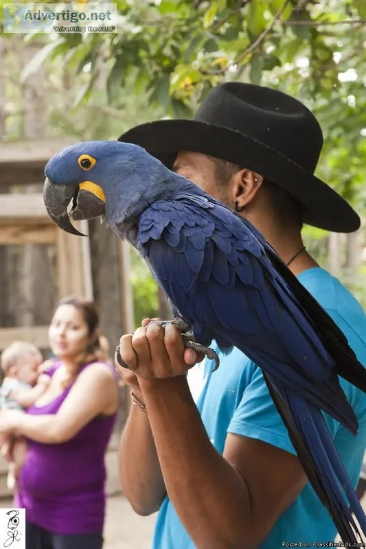 Hyacinth macaw is available