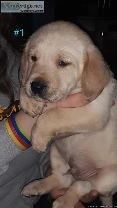 Golden RetrieverLabrador Retriever Puppies