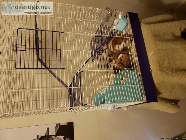 3 Guinea pigs to good homes