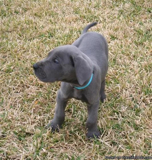 bountiful  MF Great Dane puppies 4 sale