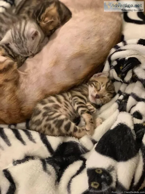 Bengal kittens for sale