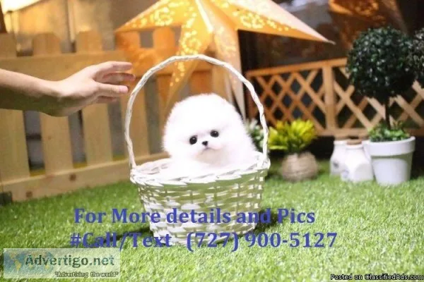 Miniature Pomeranian Puppies  AKC