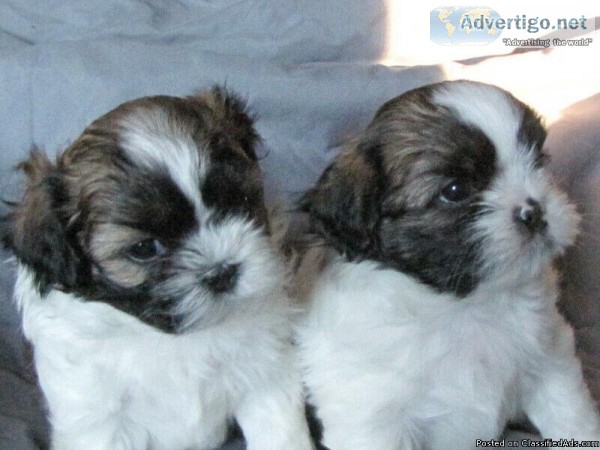Shichon Puppies