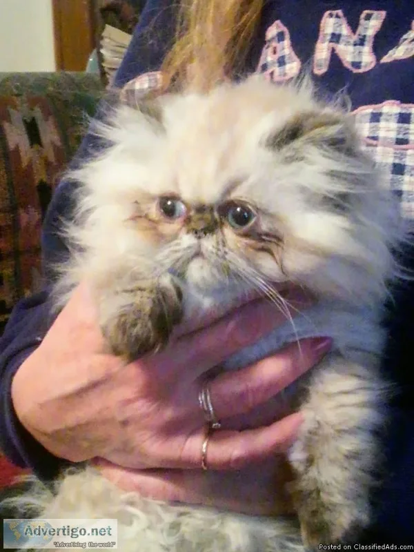 Himalayan kitten