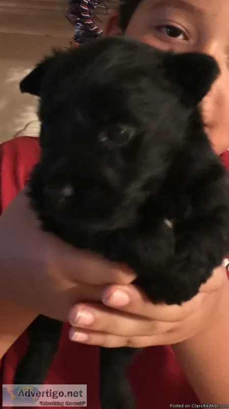 ckc registered Scottish terrier pups