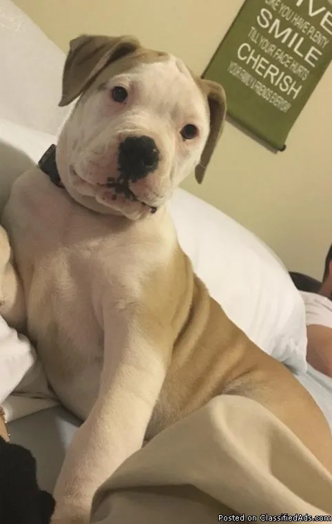American Bulldog pup