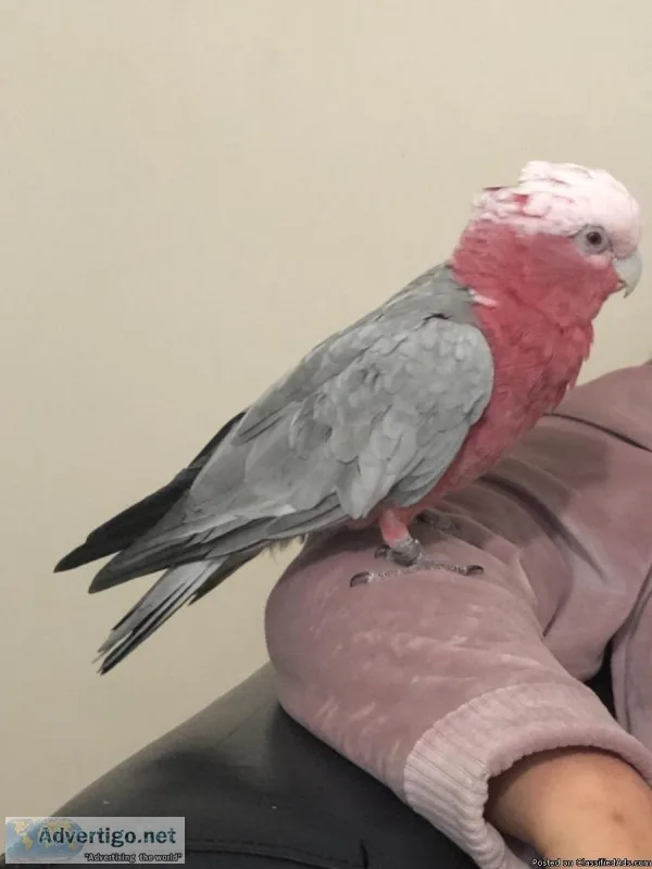 Baby Hand Tame Galah Cockatoo