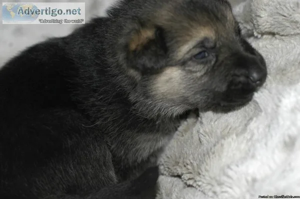 AKC German Shepherd Puppies