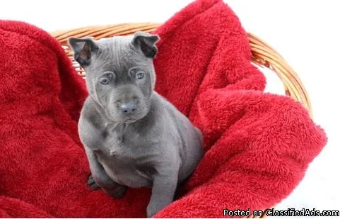 Blue Thai Ridgeback Puppies