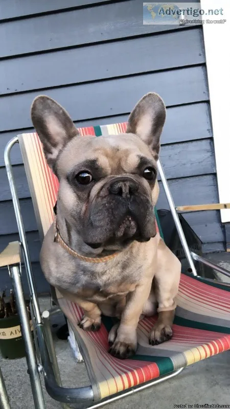 French Bulldog