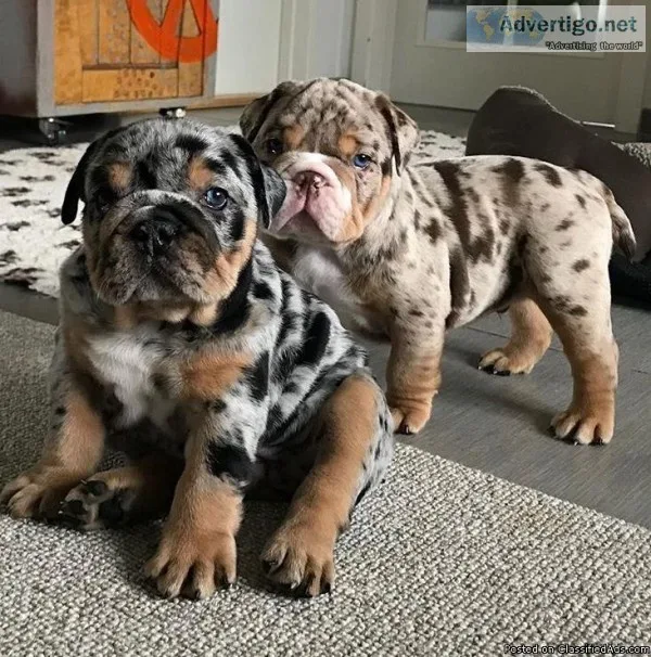 Merle English Bulldogs