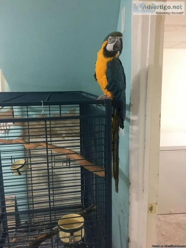 Macaw