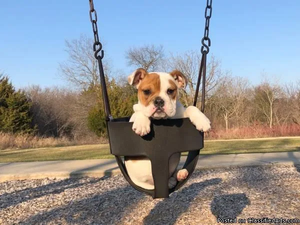 English Bulldog