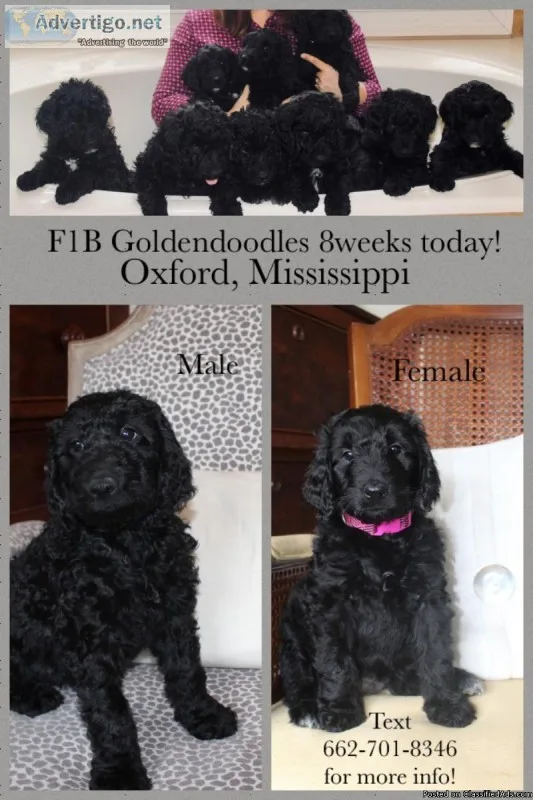 Goldendoodles (F1B) For Sale