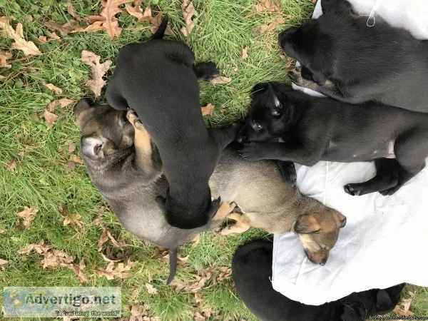 GSWeimaraner Puppies