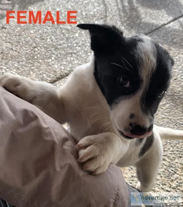 Australian ShepherBlue HeelerBorder Collie mix
