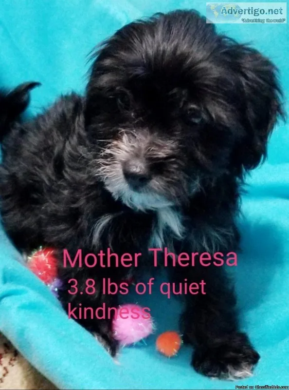 Poodle Mix Puppies