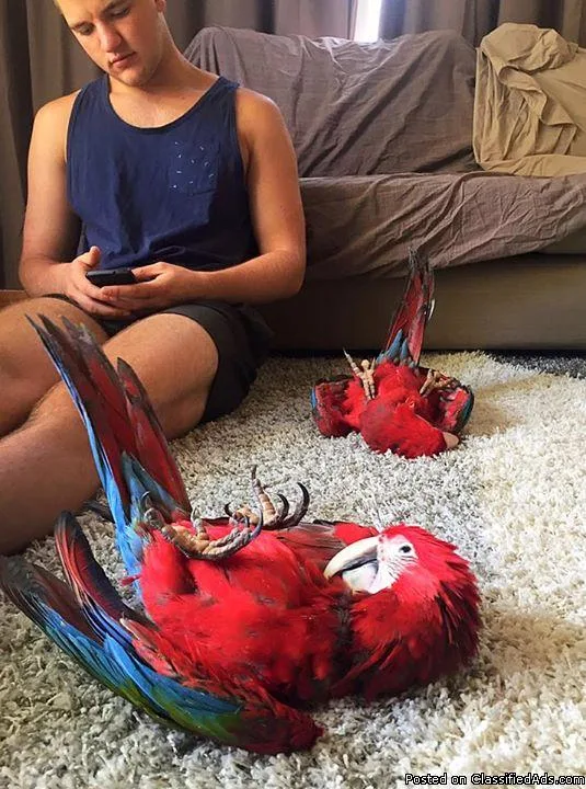 Green Wing Macaws For Rehoming
