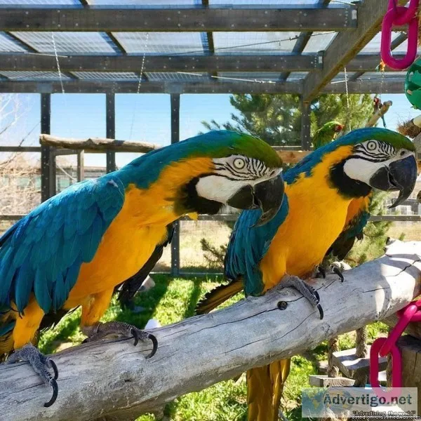 2 Blue and Gold Macaw Parrots Now Available With a Cage