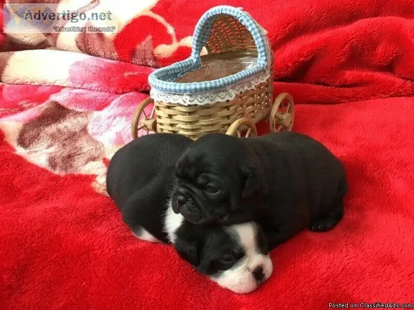 Pug  Frenchie X Puppies.