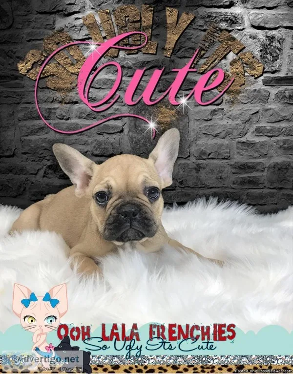 French Bulldog Puppy - Ellie - SoUglyItsCute
