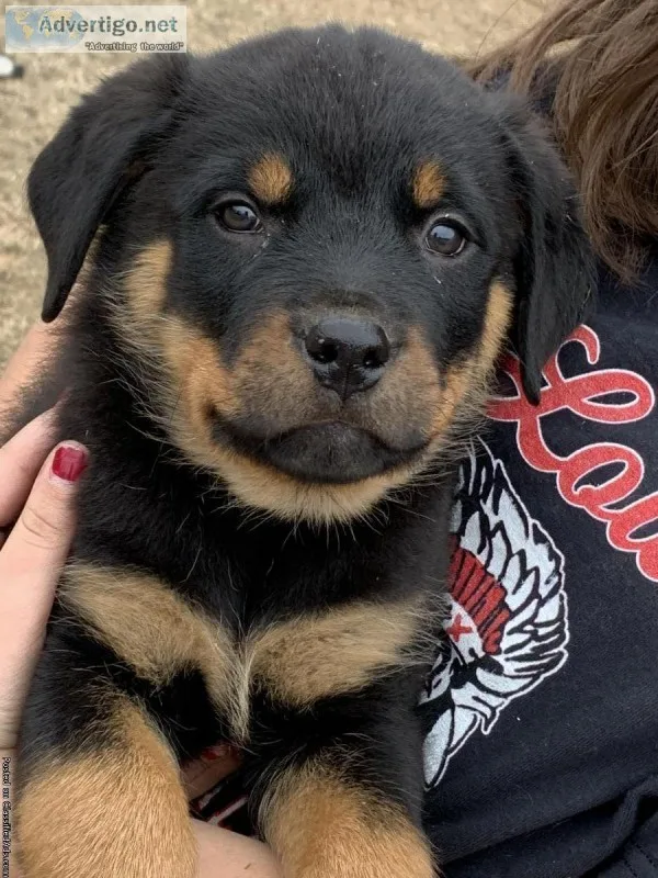 AKC rottweiler puppies