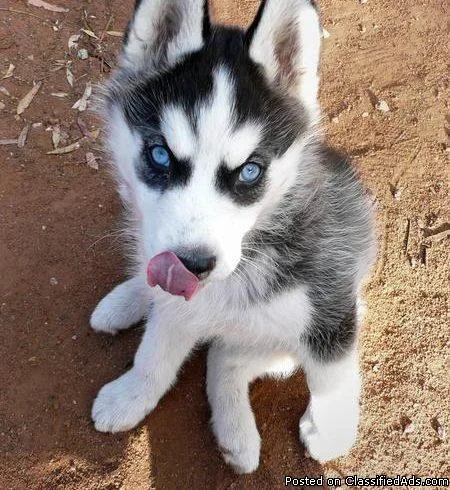 Purebred Siberian Husky