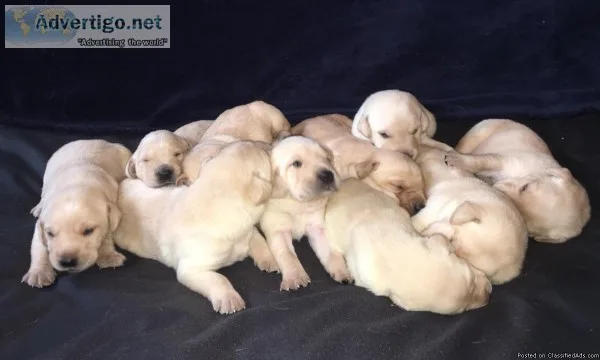 AKC registered yellow lab puppies