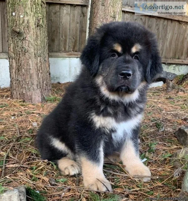 Adorable Blacktan Tibetan Mastiff Pups