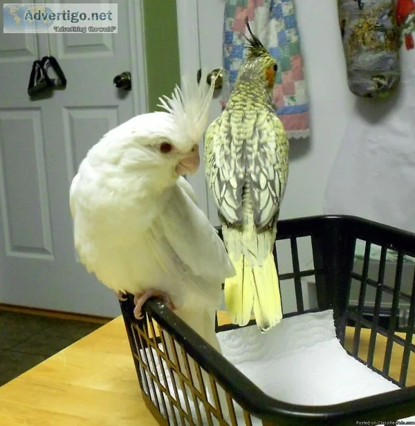 Cockatiels