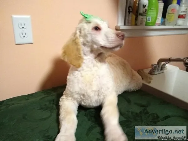 Goldendoodle