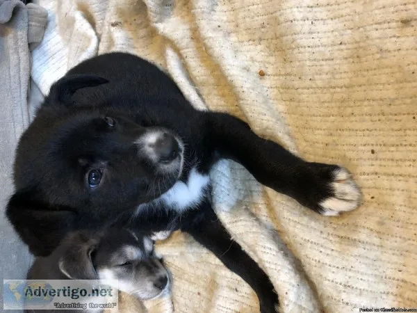 LabShepherd mix puppy