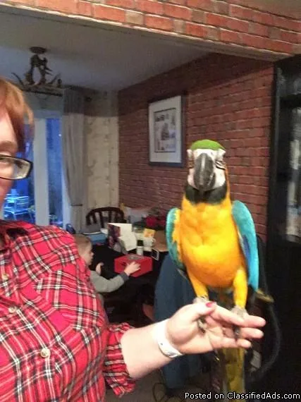 I Am Looking For A Macawloads Of Time On My Hands