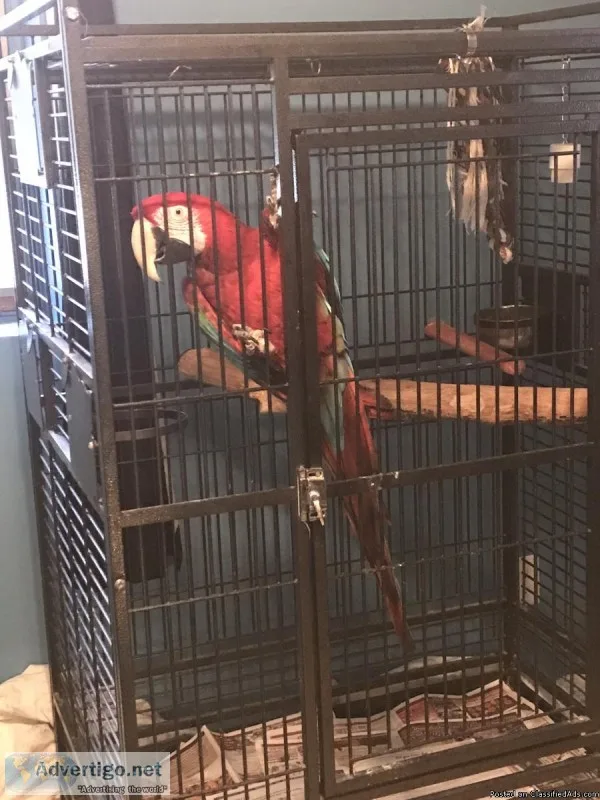 7 Year old green winged macaw