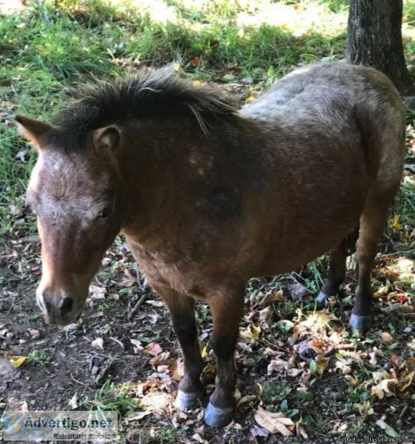 Mini Mare