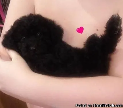 Cockapoo Puppies