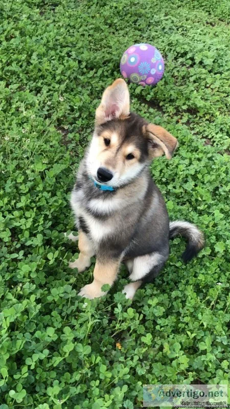 Selling a Puppy