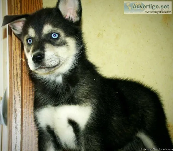 Beautiful Blue eyed Siberian Wolfdog Puppies Ready to go