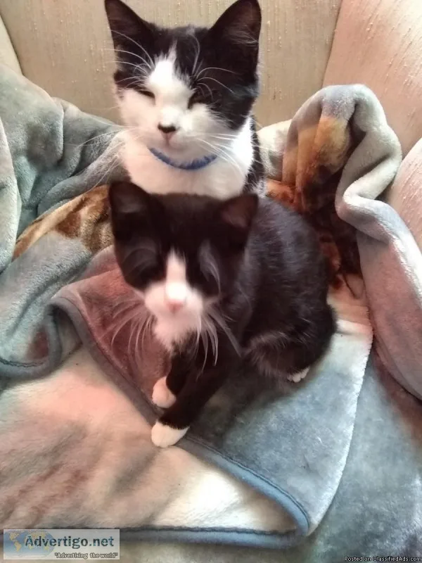 Two Beautiful Cats