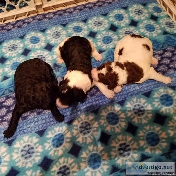 CKC Standard Poodles