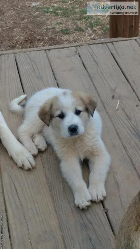 Great PyreneesAkbash