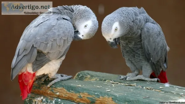 Pair of Talking African Grey parrots..