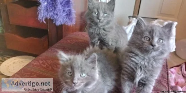 Beautiful long and short hair Blue Russians and black Bermeses