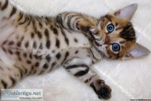 Asian Bengal Leopard cats