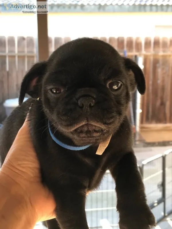 Black male pug