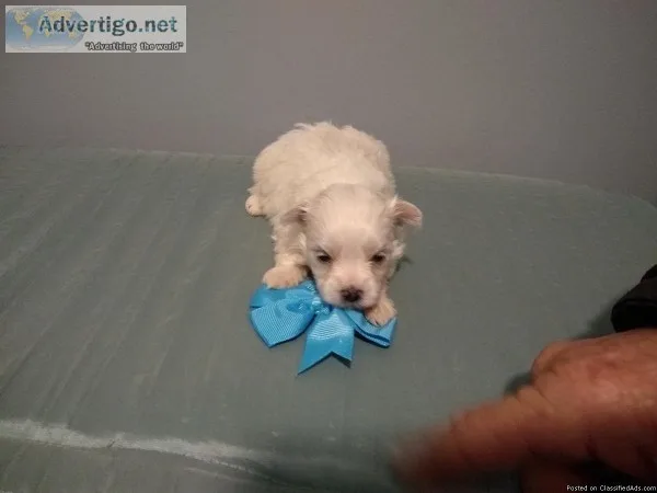 Gorgeous maltese