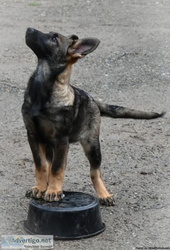 German Shepherd Puppies