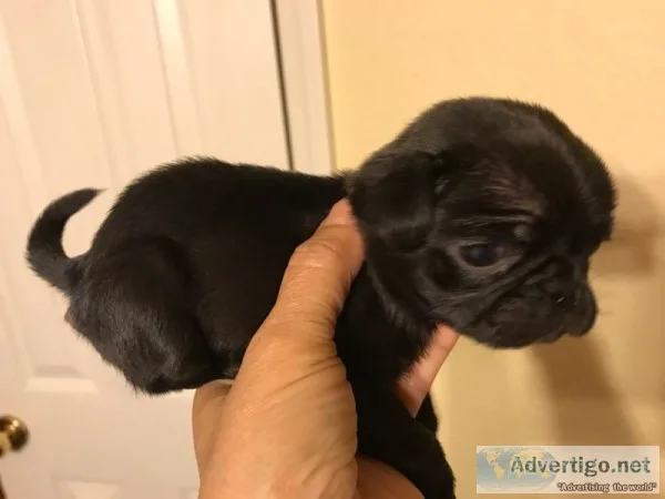 Black pug female